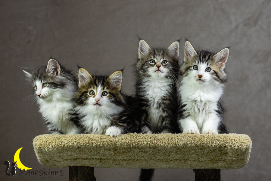 Wurf K (55 Tage alt)