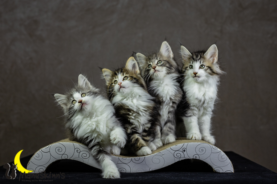 Wurf K (62 Tage alt)