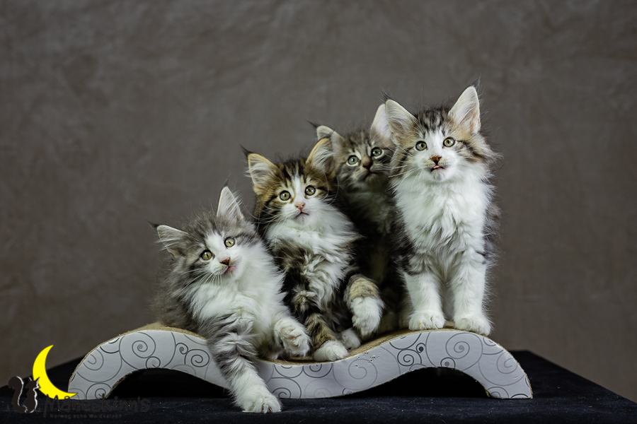 Wurf K (62 Tage alt)