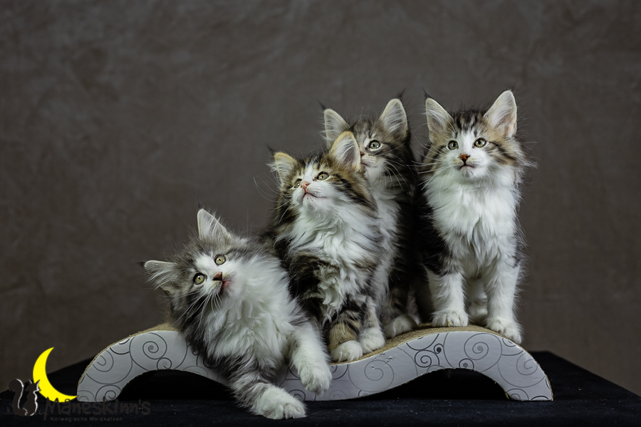 Wurf K (62 Tage alt)