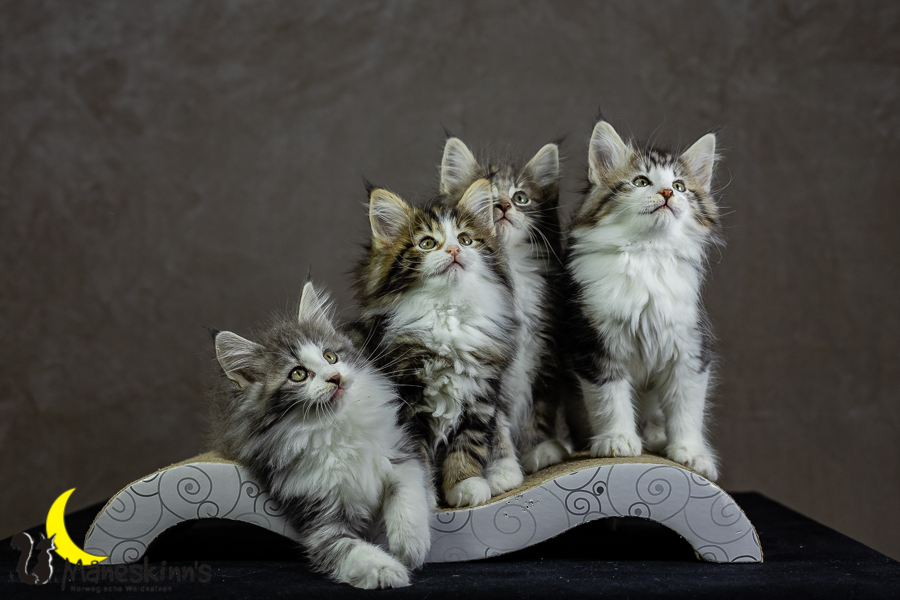 Wurf K (62 Tage alt)