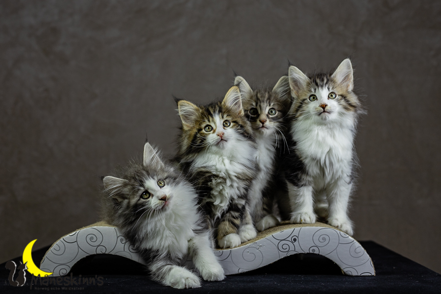 Wurf K (62 Tage alt)