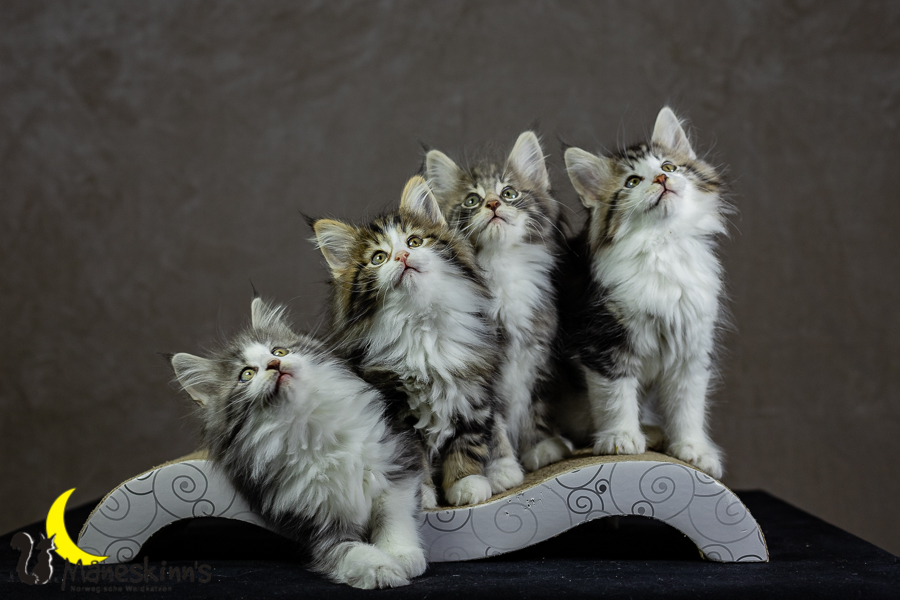 Wurf K (62 Tage alt)