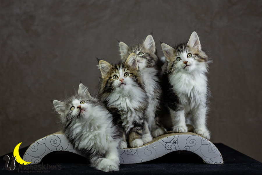 Wurf K (62 Tage alt)