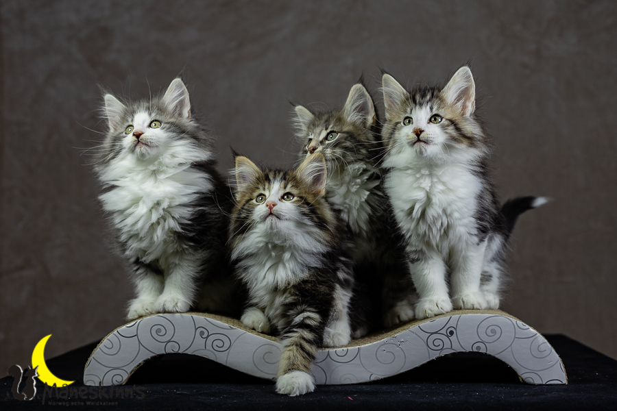 Wurf K (62 Tage alt)