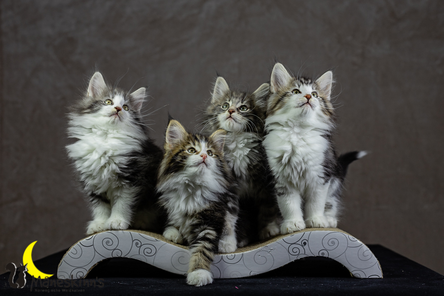 Wurf K (62 Tage alt)