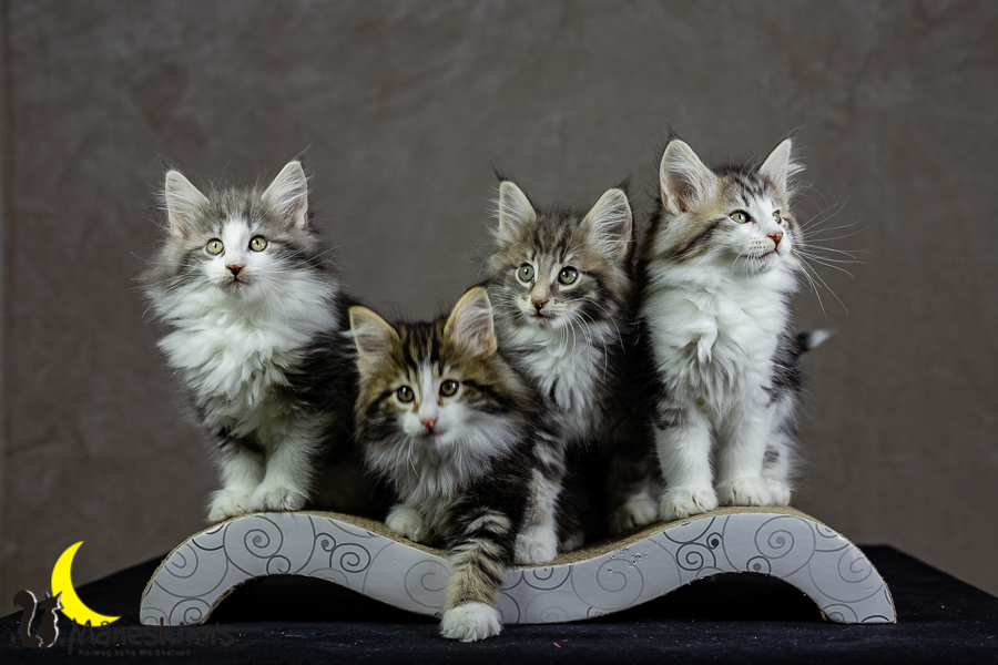 Wurf K (62 Tage alt)