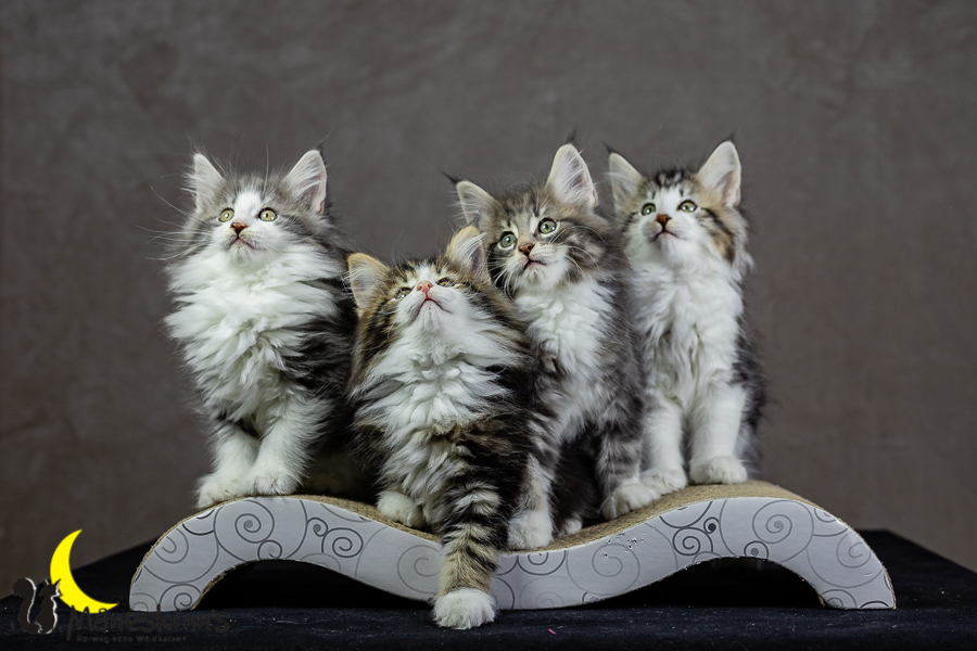 Wurf K (62 Tage alt)