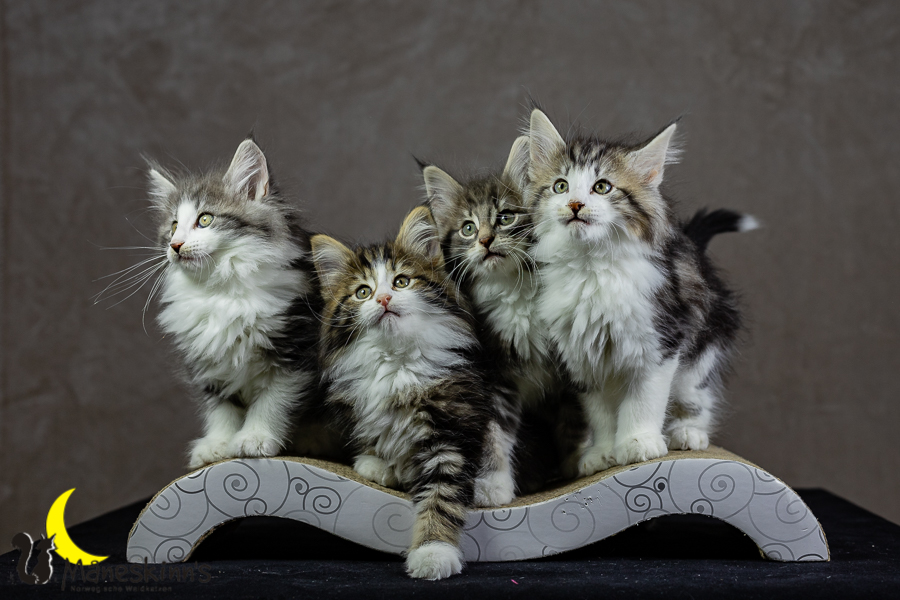 Wurf K (62 Tage alt)