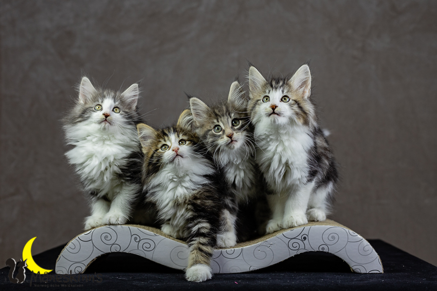 Wurf K (62 Tage alt)