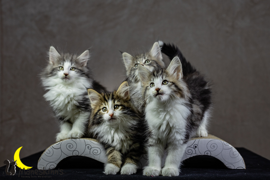 Wurf K (62 Tage alt)