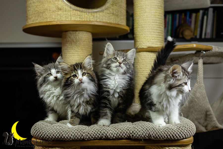 Wurf K (70 Tage alt)