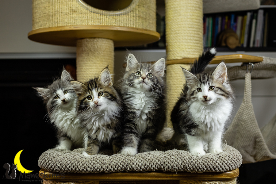 Wurf K (70 Tage alt)