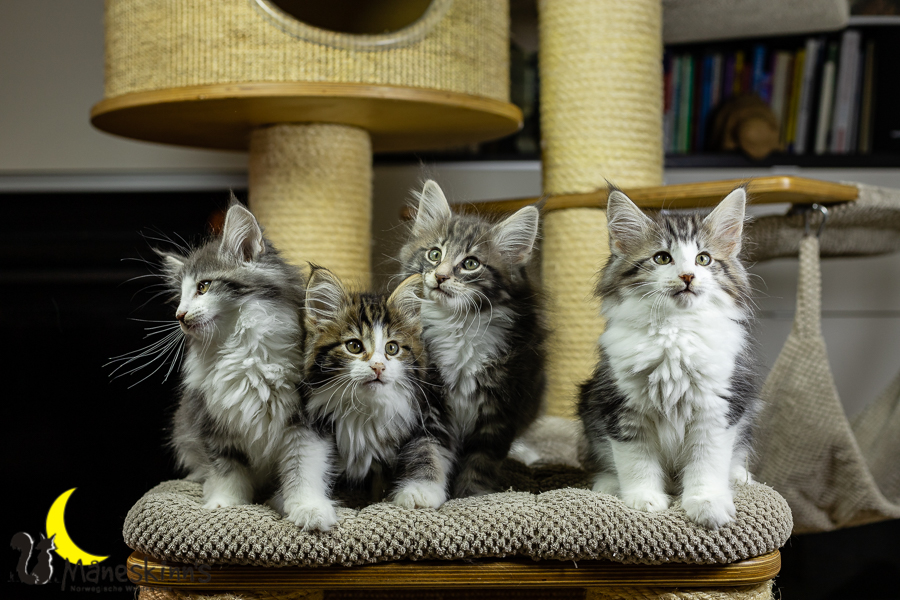 Wurf K (70 Tage alt)