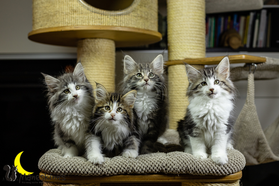 Wurf K (70 Tage alt)