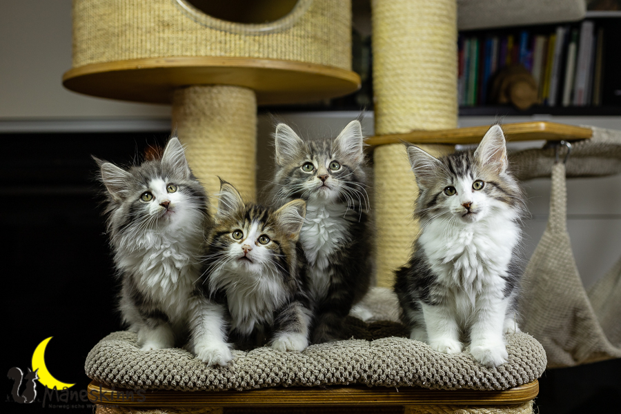 Wurf K (70 Tage alt)