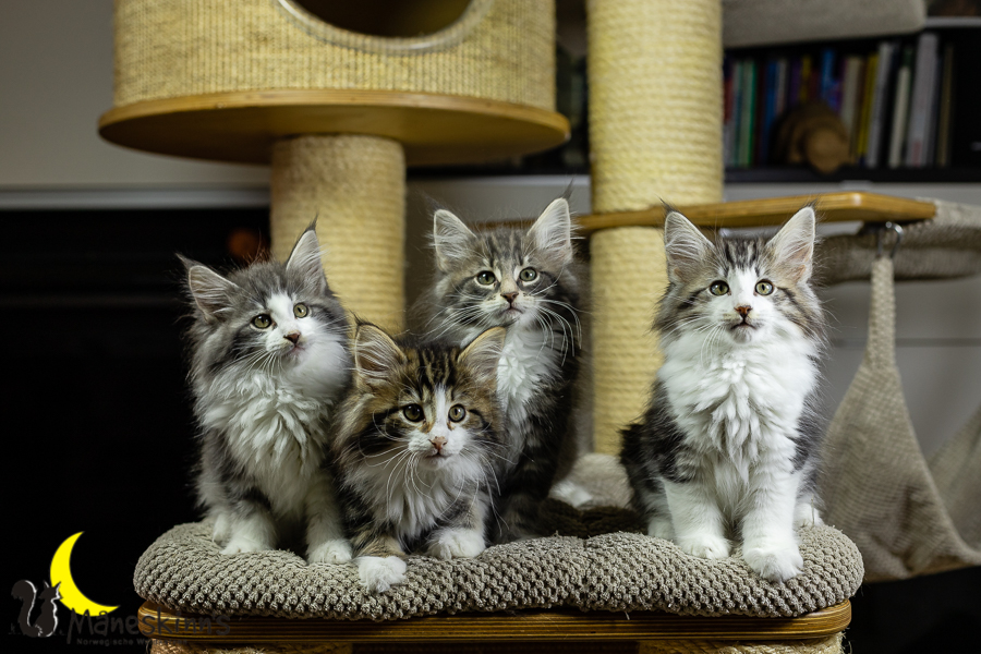 Wurf K (70 Tage alt)