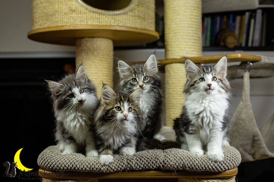 Wurf K (70 Tage alt)