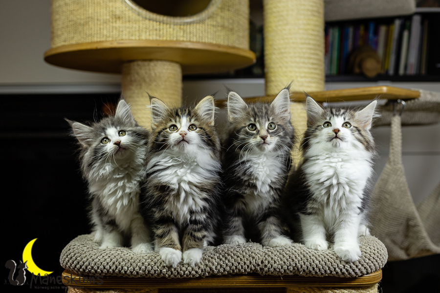 Wurf K (70 Tage alt)