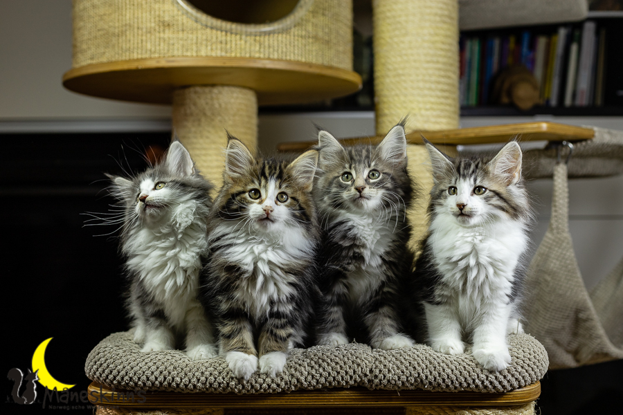 Wurf K (70 Tage alt)