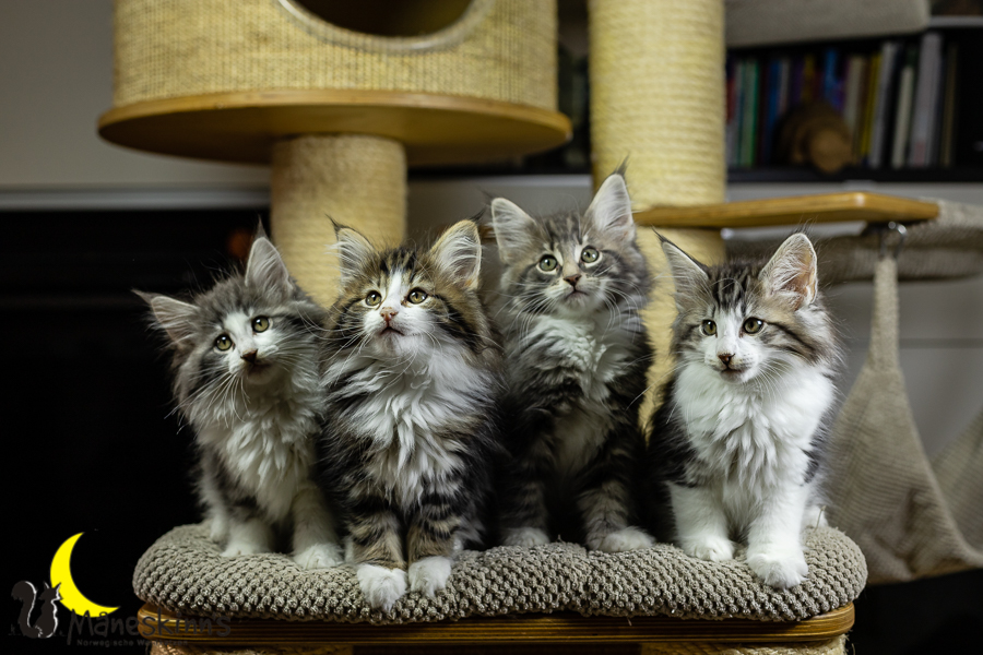 Wurf K (70 Tage alt)