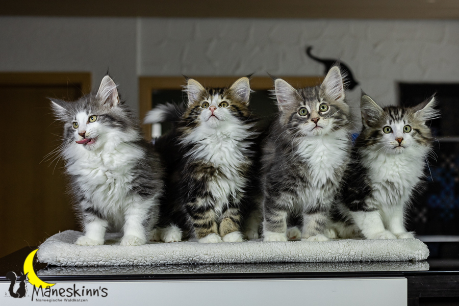 Wurf K (76 Tage alt)