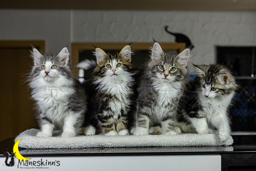 Wurf K (76 Tage alt)