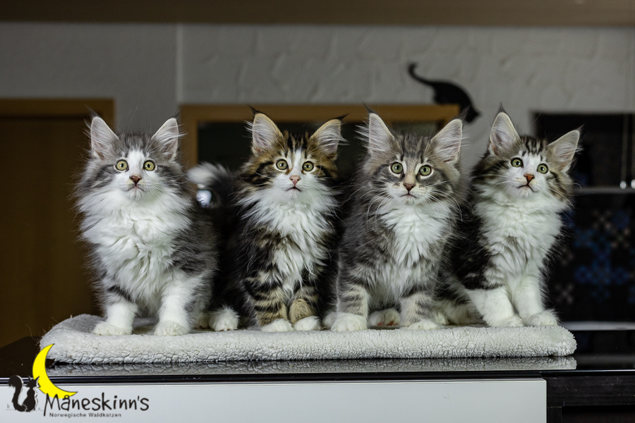 Wurf K (76 Tage alt)