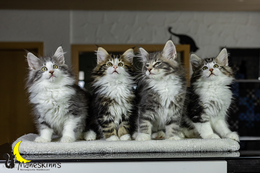 Wurf K (76 Tage alt)