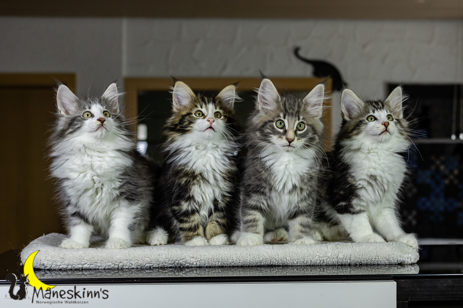 Wurf K (76 Tage alt)