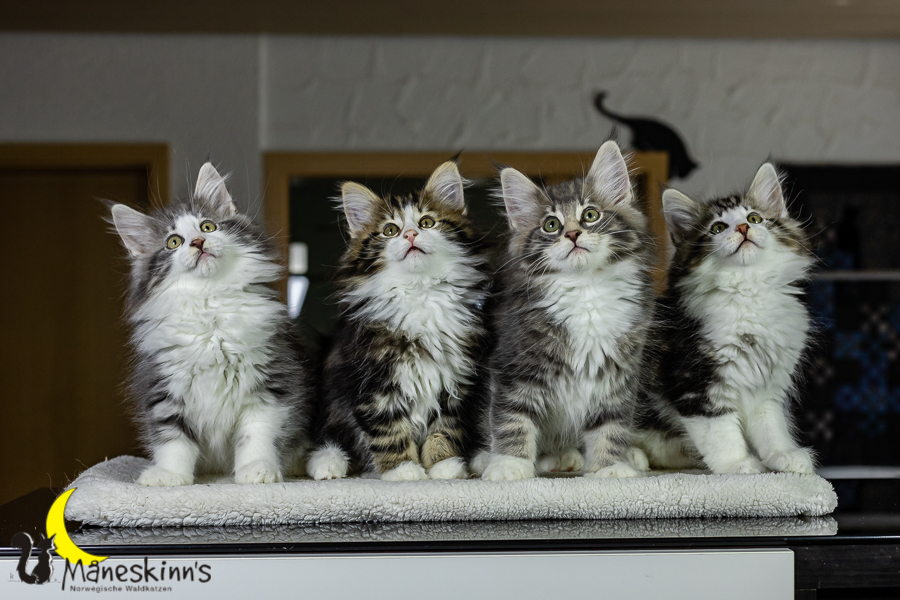 Wurf K (76 Tage alt)