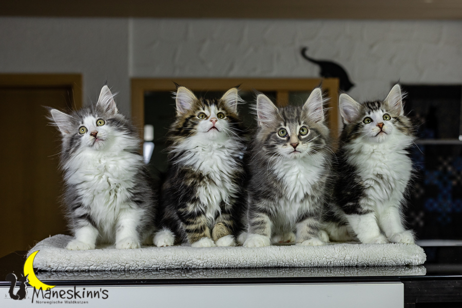 Wurf K (76 Tage alt)