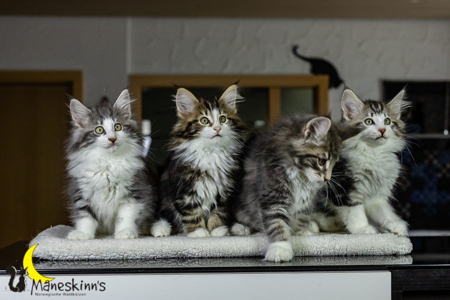 Wurf K (76 Tage alt)