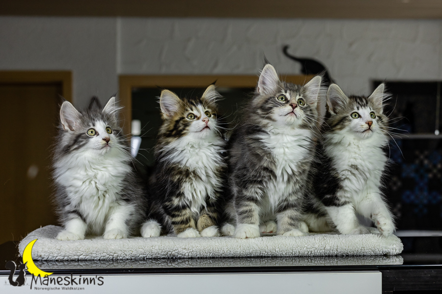 Wurf K (76 Tage alt)