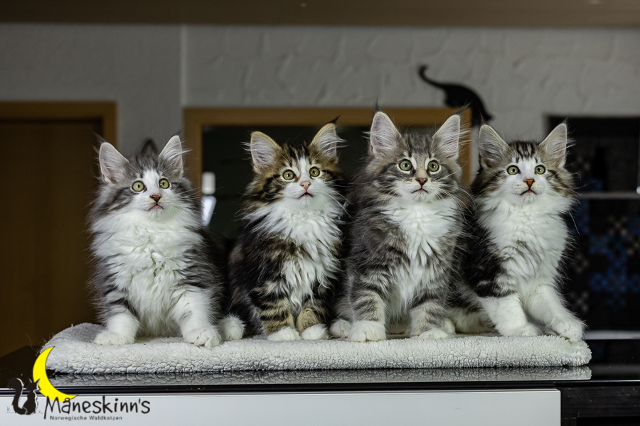 Wurf K (76 Tage alt)