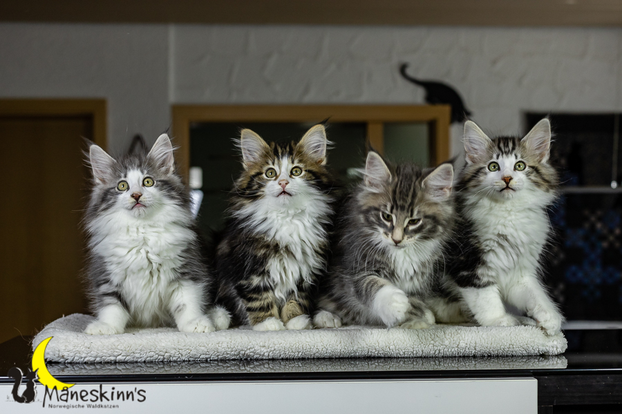 Wurf K (76 Tage alt)