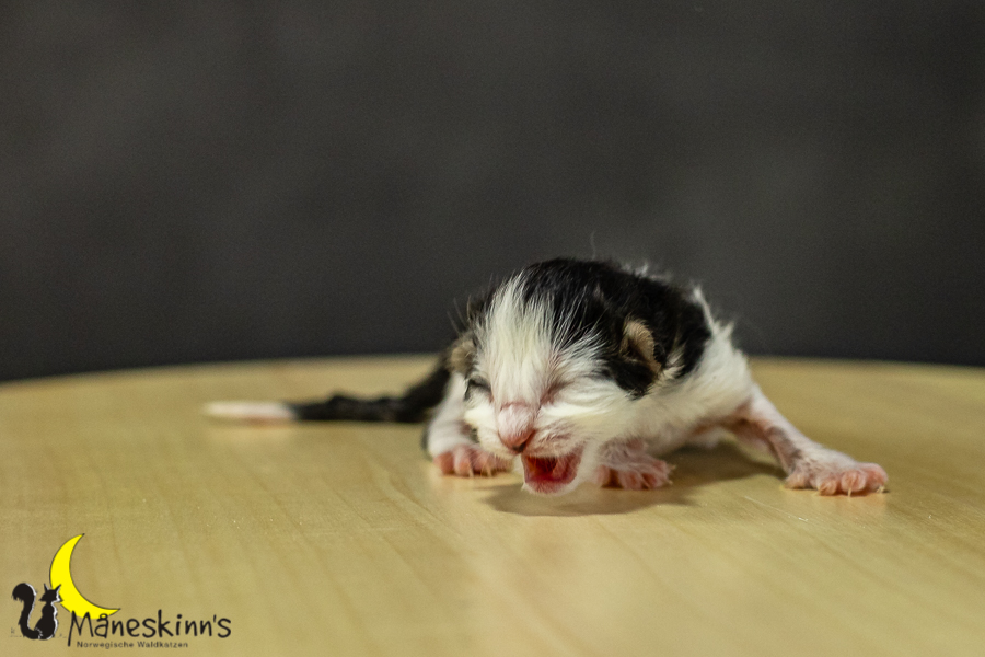 Leena (1 Tage alt)