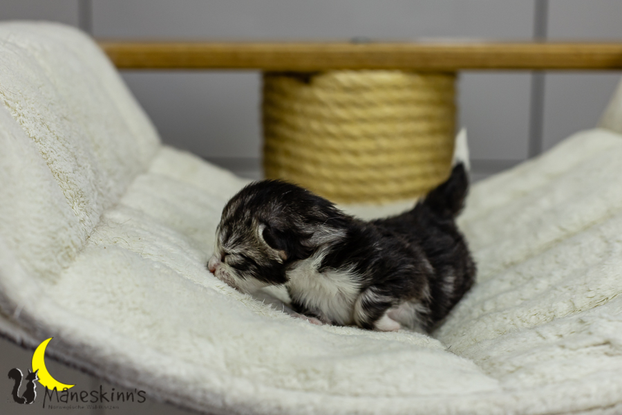 Liska (7 Tage alt)