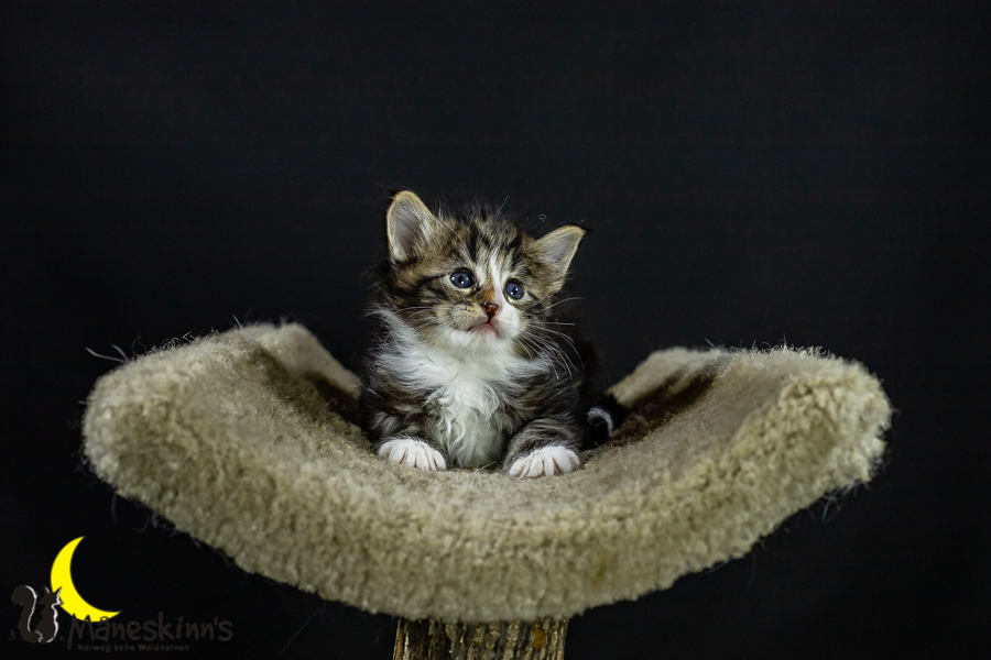 Loki (31 Tage alt)