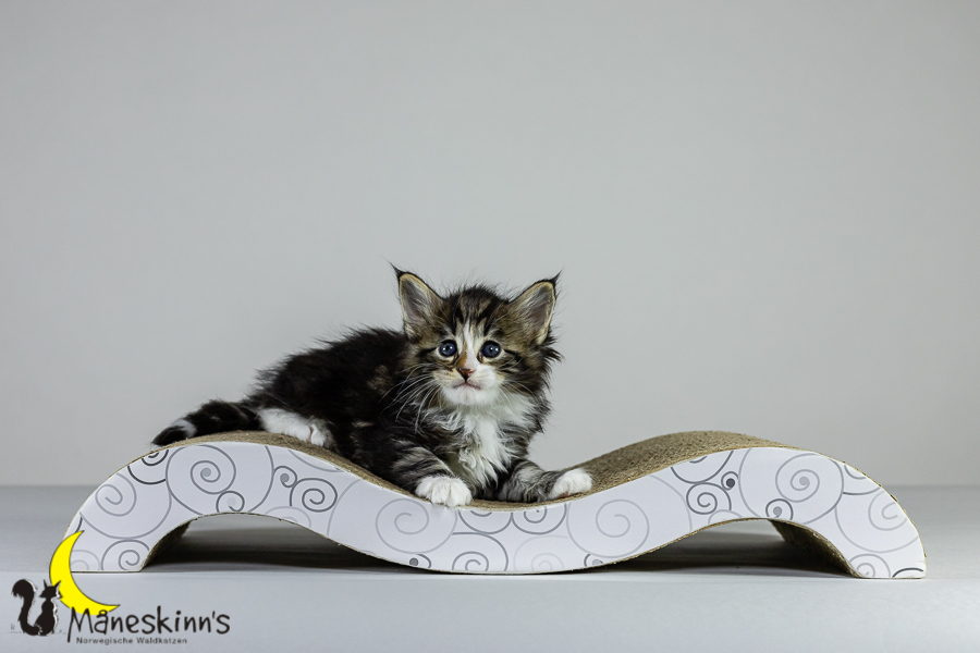 Loki (36 Tage alt)