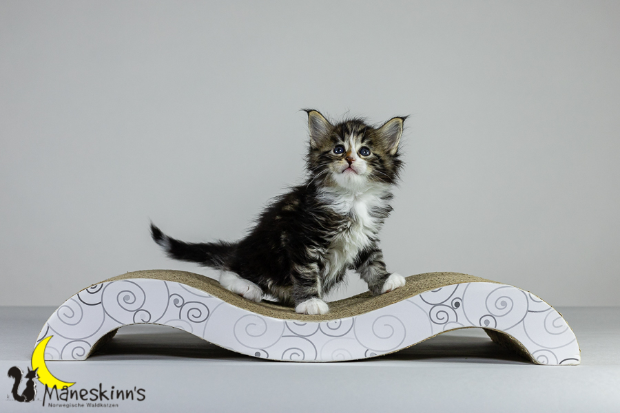 Loki (36 Tage alt)