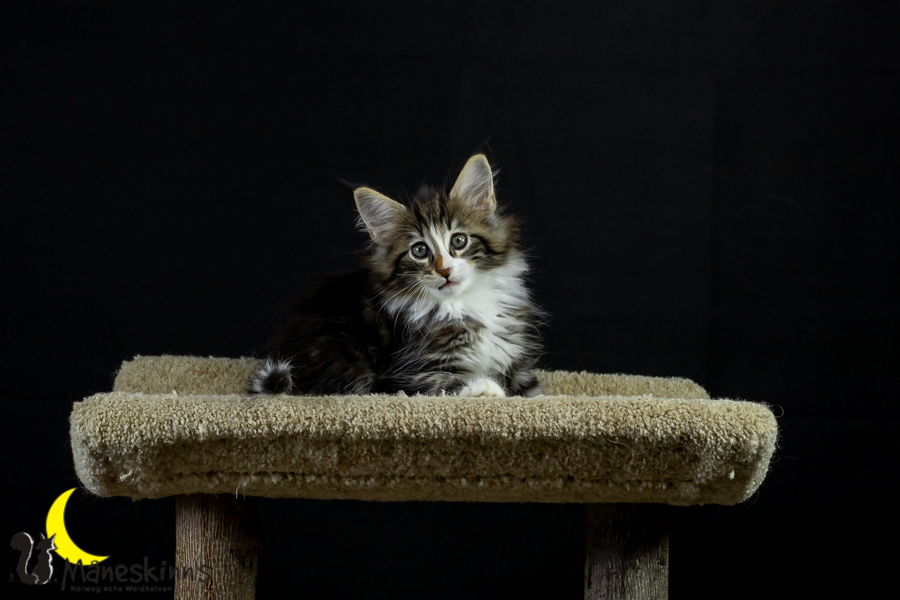 Loki (62 Tage alt)