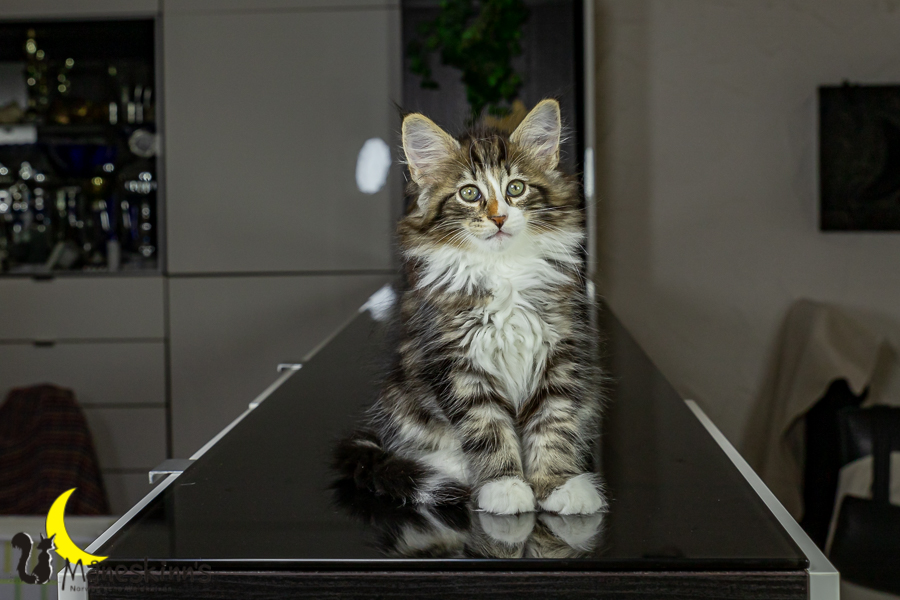 Loki (68 Tage alt)