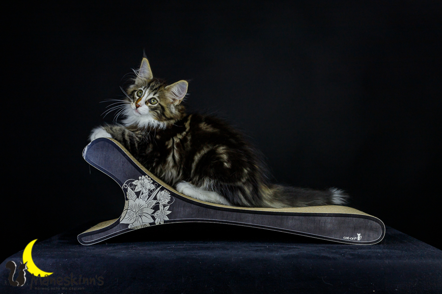 Loki (78 Tage alt)