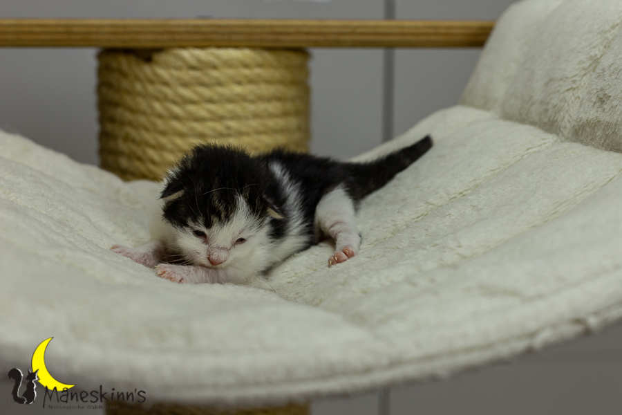 Luka (7 Tage alt)