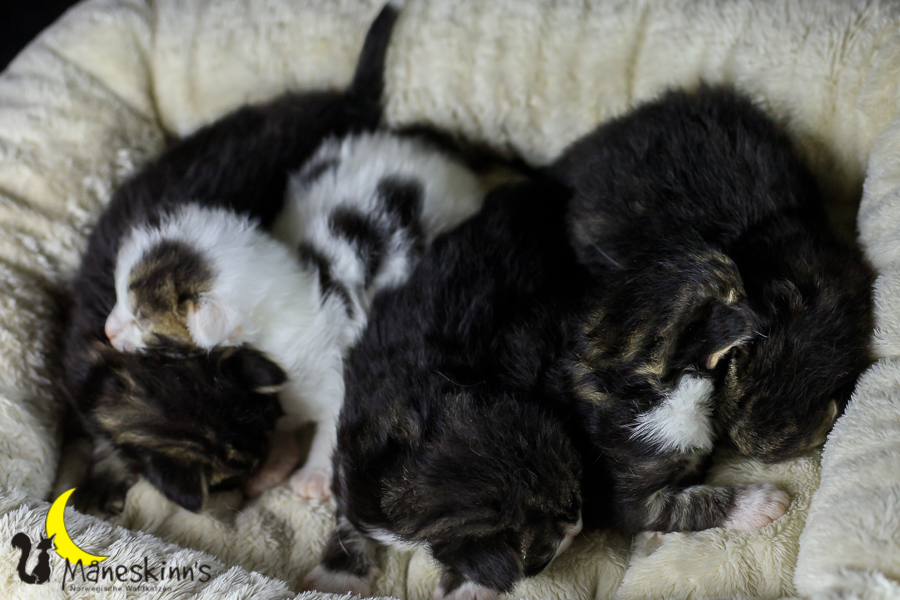 Wurf M (14 Tage alt)