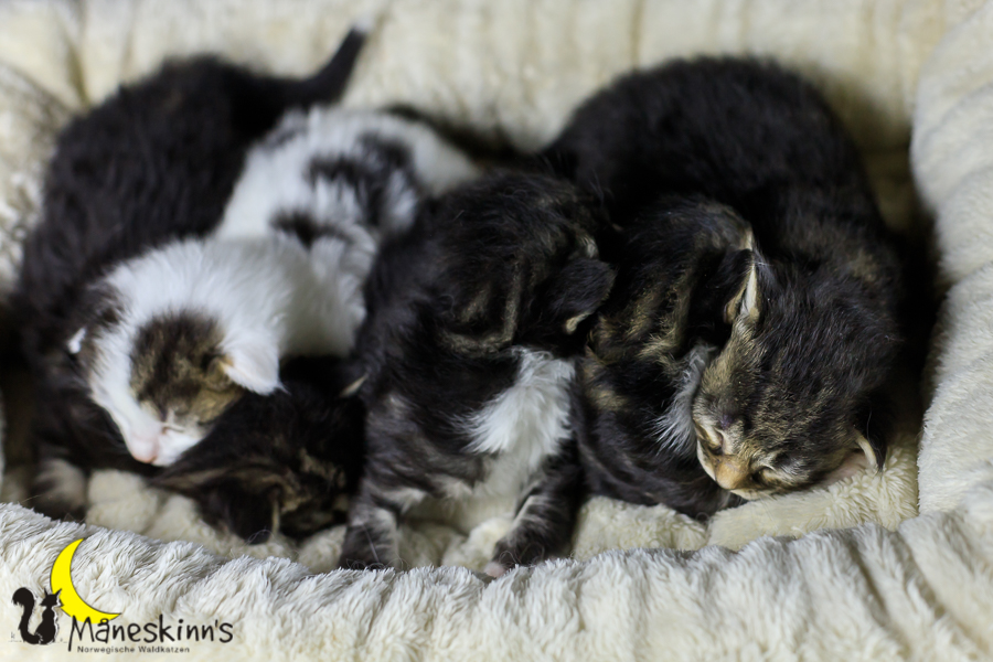 Wurf M (14 Tage alt)