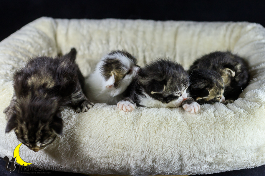 Wurf M (14 Tage alt)