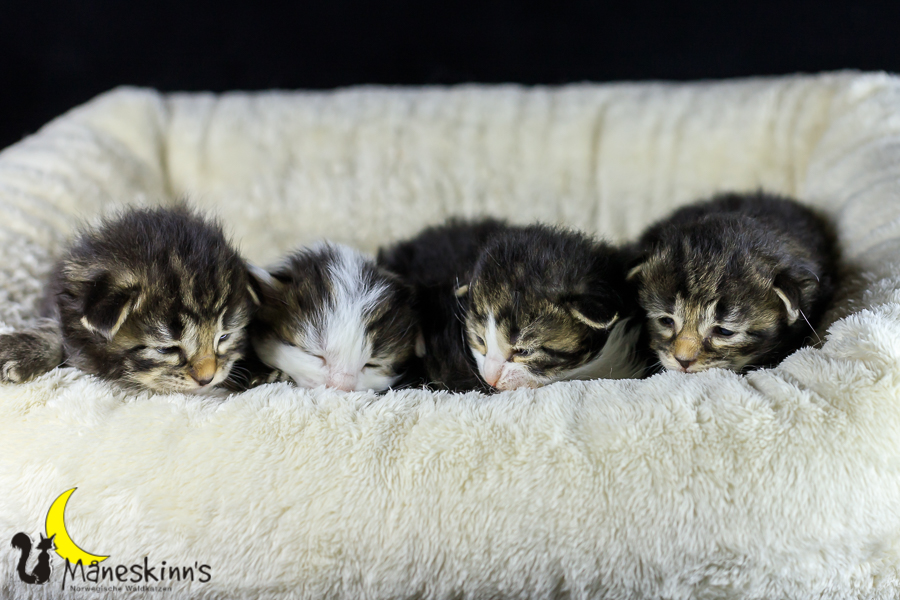 Wurf M (14 Tage alt)