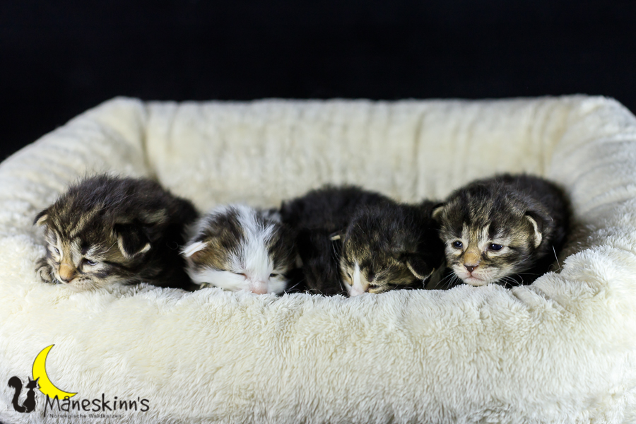 Wurf M (14 Tage alt)